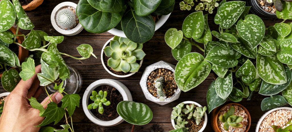 Ideas de plantas de interior resistentes y fáciles de mantener